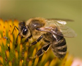 Найдены подозреваемые в массовой гибели пчел