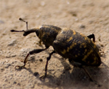 Древние насекомые оспаривают происхождение Индии