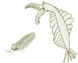 Плотоядная креветка, возможно, вовсе не первый земной хищник