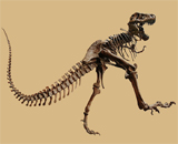 Тираннозавры разгонялись за счет хвоста