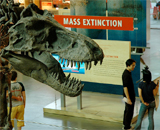 Динозавры пережили массовую гибель на 700000 лет