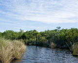 Флоридские болота образованы на куче хлама