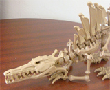 Обнаружены останки настоящего спинозавра