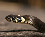 Ученые открыли универсальное средство против змеиного яда