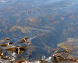 Морские водоросли для биотоплива лучше собирать летом