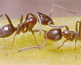 Как муравьи определяют мертвых сородичей