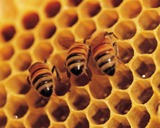 Как настоящий мед отличить от подделки