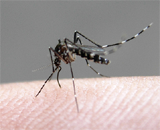 Давно забытое исследование поможет создать вакцину от малярии