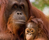 Орангутанг, а не шимпанзе, является предком человека