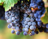 Потребление винограда способно защитить сердце мужчин с метаболическим синдромом
