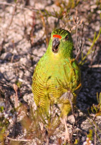 Западный земляной попугай. Brent Barrett, WA Department of Environment and Conservation