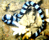 Морская змея обманывает хищников головой, похожей на хвост