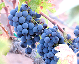 В борьбе с Альцгеймером помогут красное вино и виноград