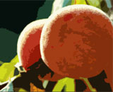 Персики «одомашнили» в Китае