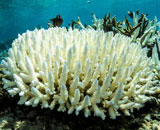 Спасти кораллы поможет отражение солнечной энергии