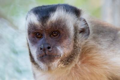 Секрет долгожительства обезьян-капуцинов нашли в фекалиях