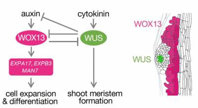 Ген WOX13 влияет на эффективность регенерации побегов у растений