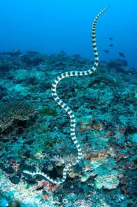 Кольчатая морская змея развила новую чувствительность к цветам