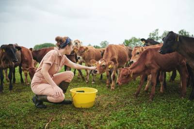 Водоросли помогут сократить выбросы метана от коров