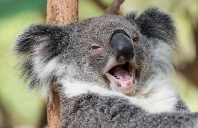 Ученые разрабатывают новую вакцину для коал, чтобы оставить их в покое