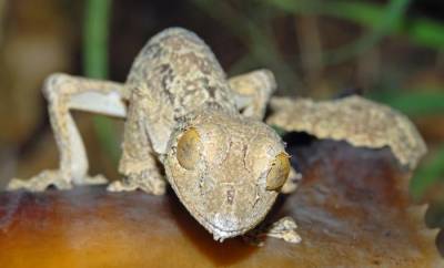 Salamandra journal: гекконы стали главными актерами в спектакле природы