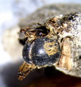 Papers in Palaeontology: В Португалии нашли мумии пчел возрастом 3000 лет