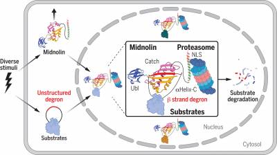 Science: Белок midnolin отвечает за выведение короткоживущих белков из клеток