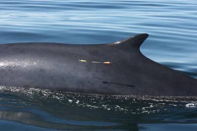 Science: Для исследования мутаций у китов ученые использовали арбалет
