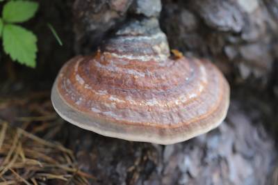 Деревья в опасности: грибы-паразиты могут уничтожить целые леса