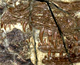 Ученые нашли ядовитого доисторического раптора