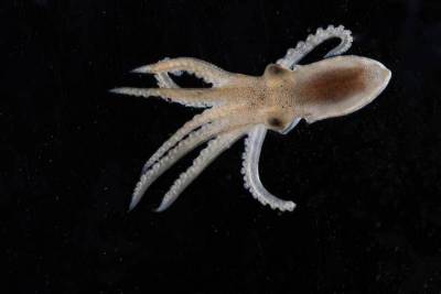 Как осьминоги адаптируются к экстремальным условиям Антарктики