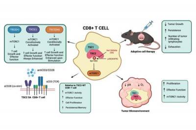 Белки-мутанты делают Т-клетки идеальными терминаторами рака и инфекций