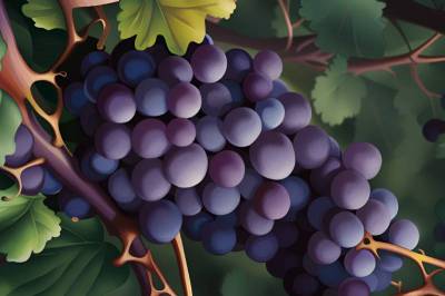 Food & Function: Виноград улучшает здоровье глаз