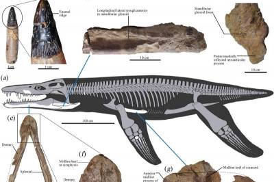 Scientific Reports: Палеонтологи нашли останки древнейшего хищного плиозавра