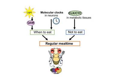 Аппетит дрозофил и ген quasimodo помогут лечить расстройства пищевого поведения