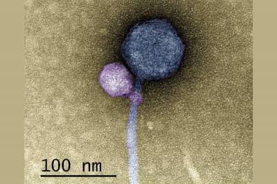 JISME: Ученые впервые наблюдали сцепление двух вирусов