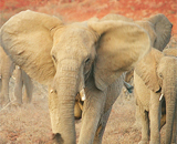 В Африке родился слон с двумя хоботами