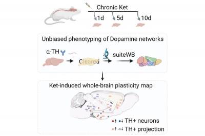 Исследователи составили карту воздействия кетамина на мозг
