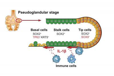 Science Immunology: Иммунные клетки формируют легкие еще до рождения