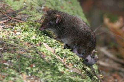 Current Biology: Сумчатая мышь из Австралии жертвует сном ради секса