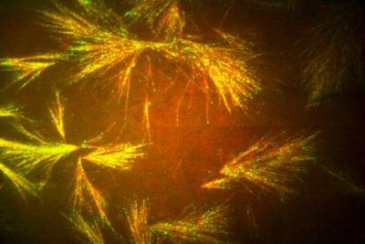 PNAS: Клеточный каркас разобрали на микроскопические пути