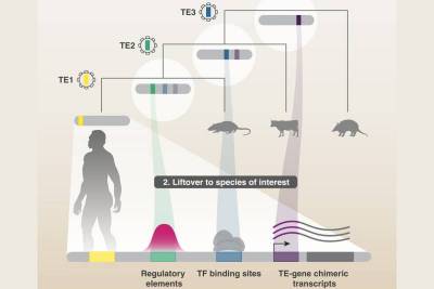 Cell Genomics: "Геномная машина времени" раскрывает секреты нашей ДНК