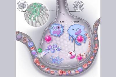 Cell Host & Microbe: Микробиота кишечника влияет на силу респираторной инфекции