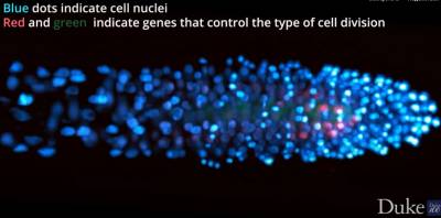 Nature: Стволовые клетки растений подскажут, как развивается рак