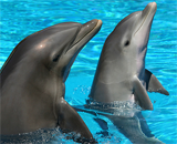 Ученые исследовали дельфиний разум