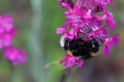 Frontiers in Bee Science: Жара мешает шмелям полноценно размножаться