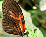 Почему у бабочек крылья одинаковые