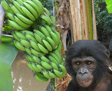 Бонобо тоже умеют делиться