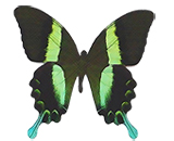 Бабочка крылышками защитит от фальшивых купюр