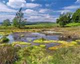Выбросы фосфора и азота превращают реки в болота